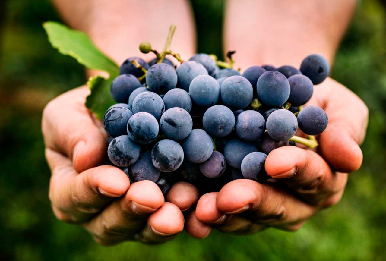 Capas distintos tipos de uva: Cabernet Franc. Argentina Vinos
