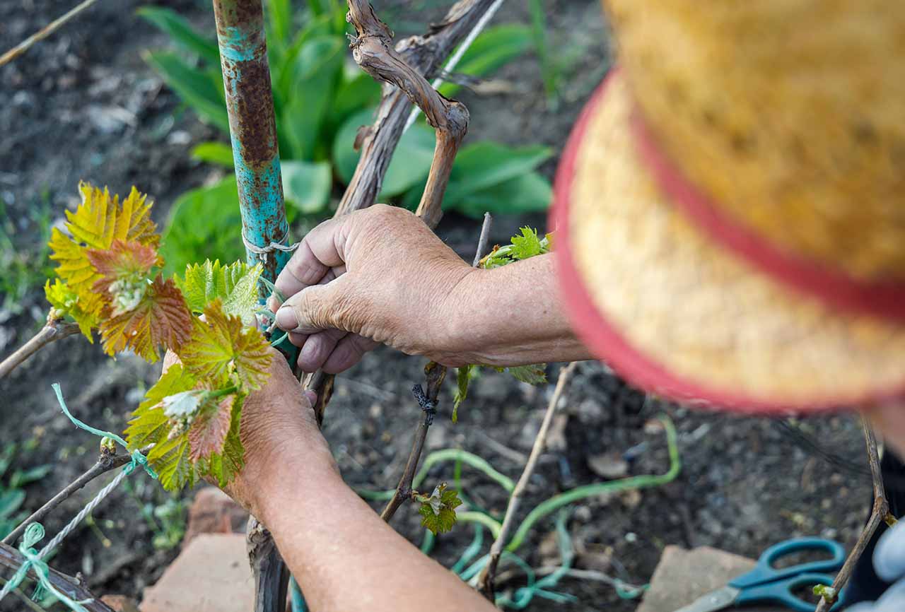 El mundo del vino: Ciclo vegetativo de la vid en primavera